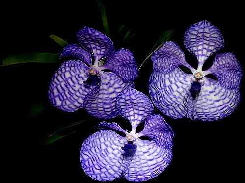 Vanda coerulea